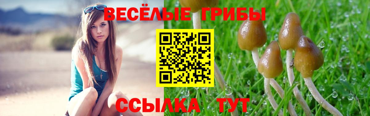 Кизилюрт  Галлюциногенные грибы Psilocybine cubensis  Вход с VPN  Галлюциногенные грибы мицелий 